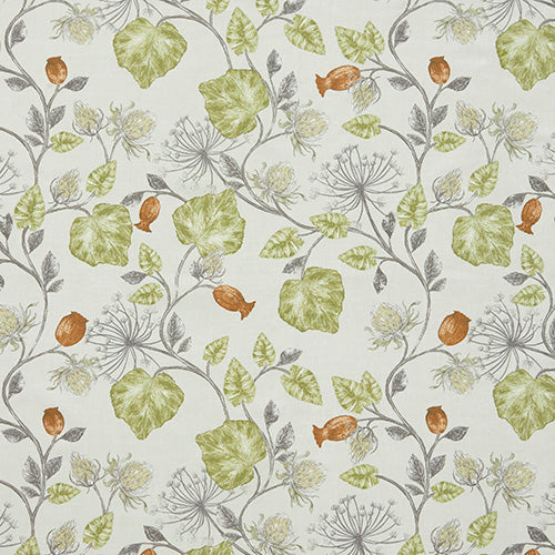 Parchment Fern